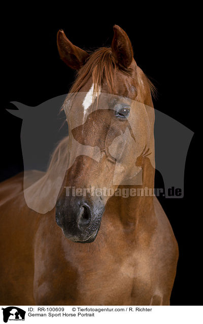 German Sport Horse Portrait / RR-100609