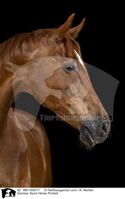 German Sport Horse Portrait / RR-100617