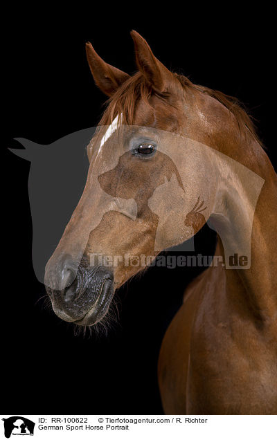 Deutsches Sportpferd Portrait / German Sport Horse Portrait / RR-100622