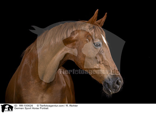 German Sport Horse Portrait / RR-100626