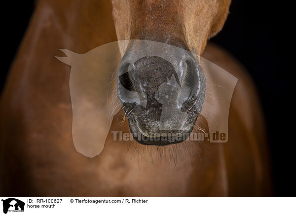horse mouth / RR-100627