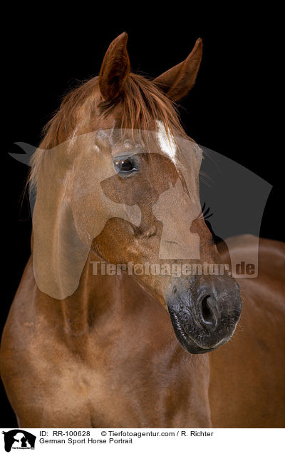 German Sport Horse Portrait / RR-100628