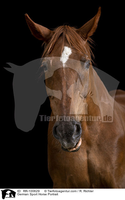 German Sport Horse Portrait / RR-100629