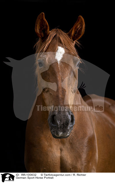 German Sport Horse Portrait / RR-100632