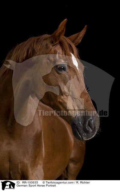 German Sport Horse Portrait / RR-100635