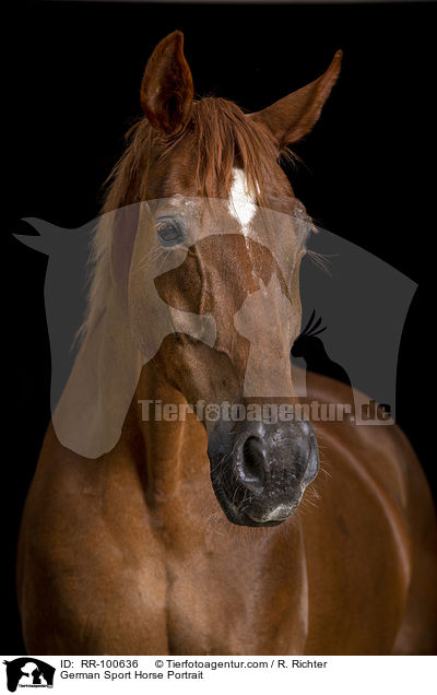 German Sport Horse Portrait / RR-100636