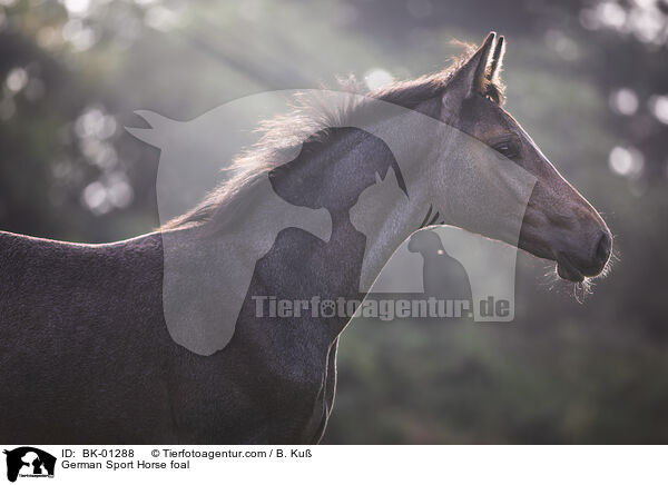 Deutsches Sportpferd Fohlen / German Sport Horse foal / BK-01288