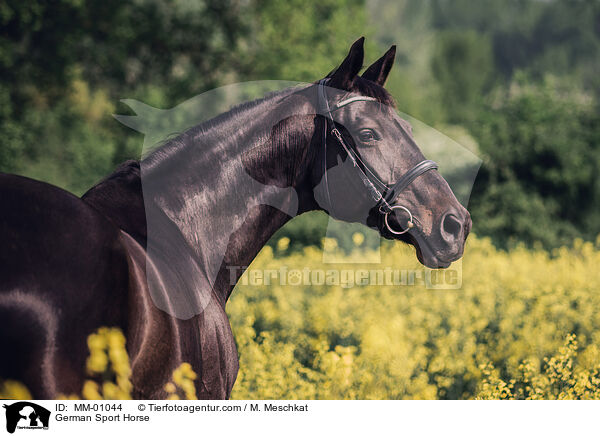 German Sport Horse / MM-01044