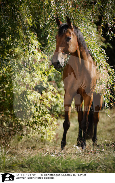Deutscher Sportpferd Wallach / German Sport Horse gelding / RR-104794