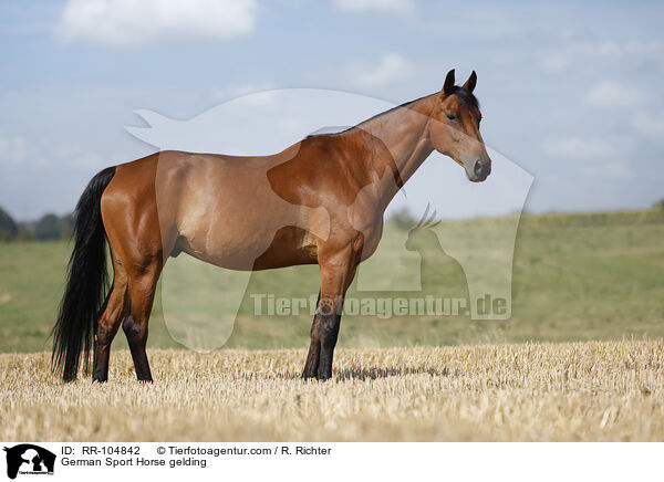 German Sport Horse gelding / RR-104842