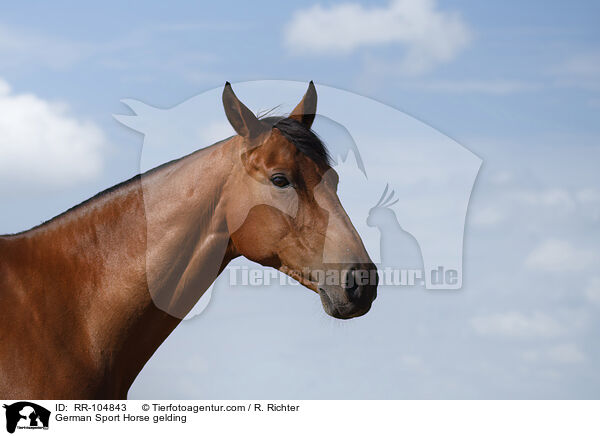 German Sport Horse gelding / RR-104843