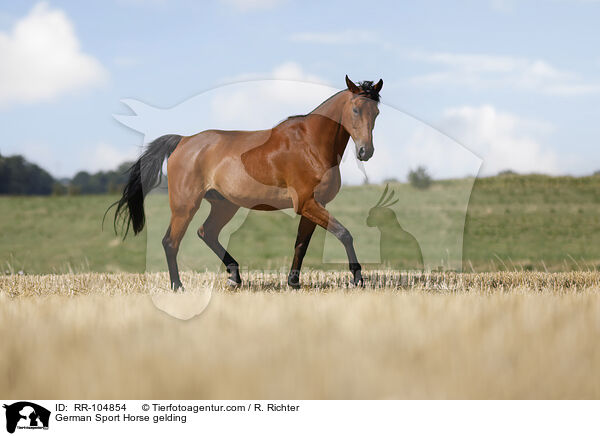 German Sport Horse gelding / RR-104854