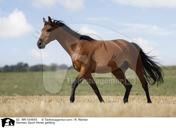 German Sport Horse gelding / RR-104855