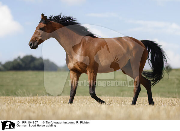 German Sport Horse gelding / RR-104857