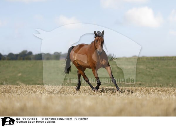 German Sport Horse gelding / RR-104861