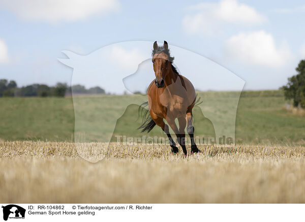 German Sport Horse gelding / RR-104862