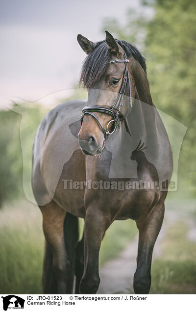 German Riding Horse / JRO-01523