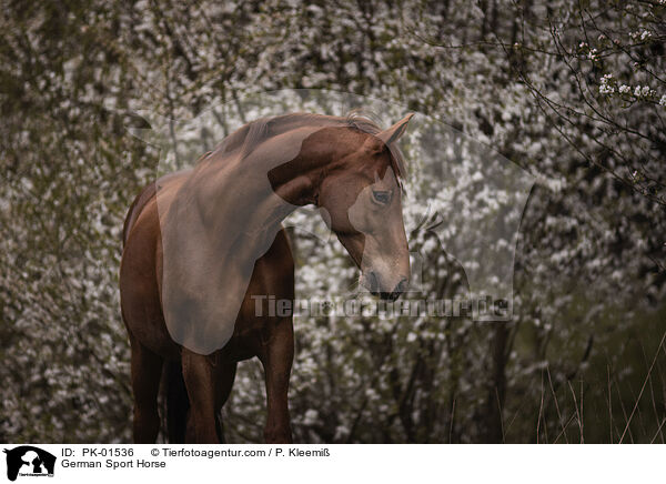 Deutsches Sportpferd / German Sport Horse / PK-01536