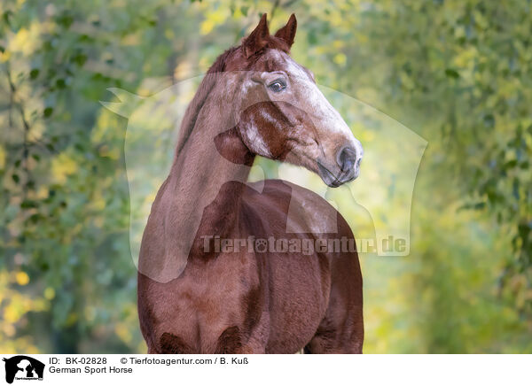 German Sport Horse / BK-02828
