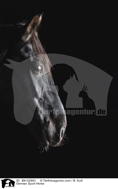 Deutsches Sportpferd / German Sport Horse / BK-02883
