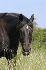 grazing horse