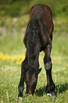 grazing foal