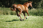 running horse