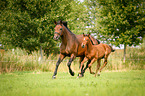 mare with foal