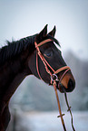 German Riding Horse