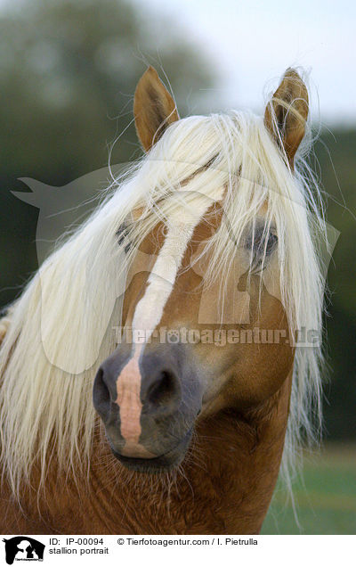Haflinger Hengst Portrait / stallion portrait / IP-00094