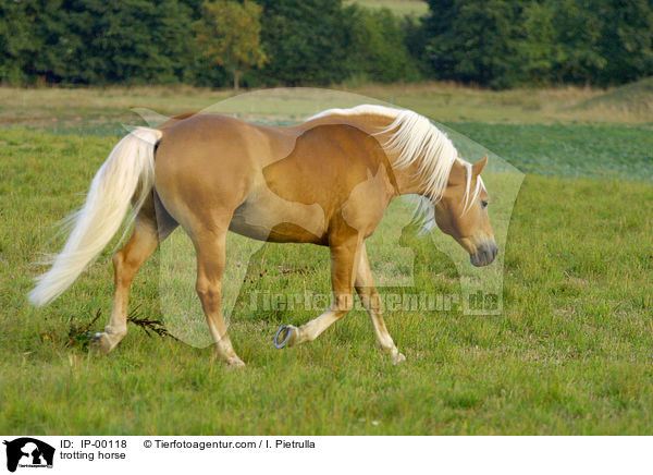 trotting horse / IP-00118