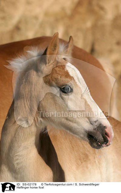 Haflinger horse foal / SS-02178