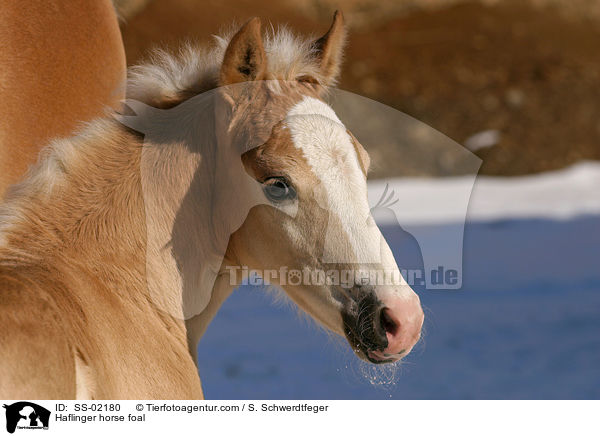 Haflinger Fohlen / Haflinger horse foal / SS-02180