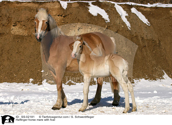 Haflinger horse mare with foal / SS-02181