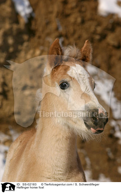 Haflinger Fohlen / Haflinger horse foal / SS-02183
