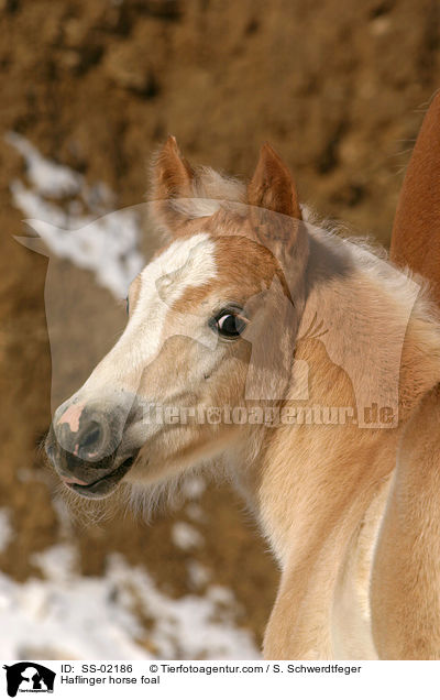 Haflinger horse foal / SS-02186