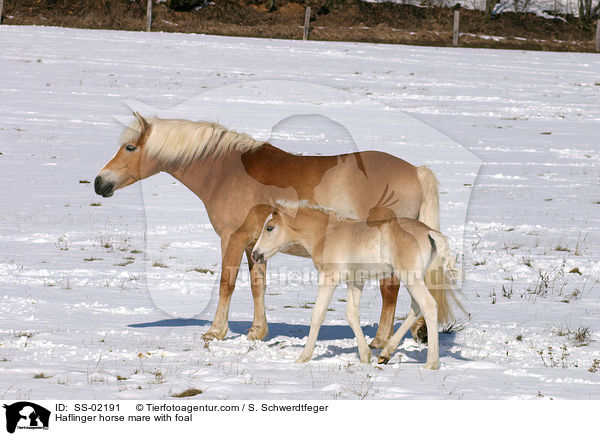Haflinger horse mare with foal / SS-02191
