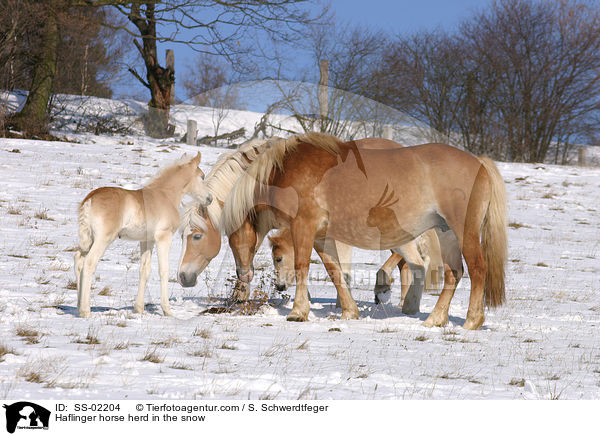 Haflinger horse herd in the snow / SS-02204