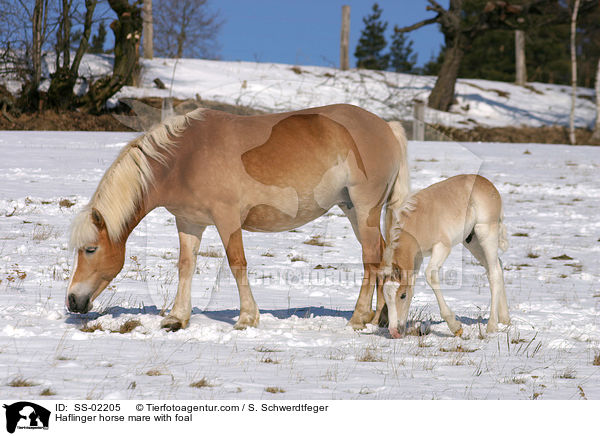 Haflinger horse mare with foal / SS-02205
