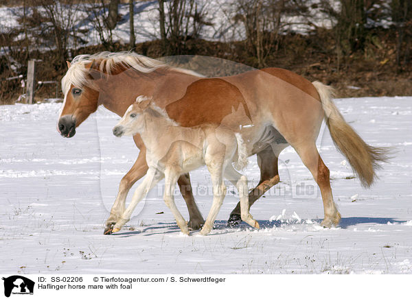 Haflinger horse mare with foal / SS-02206