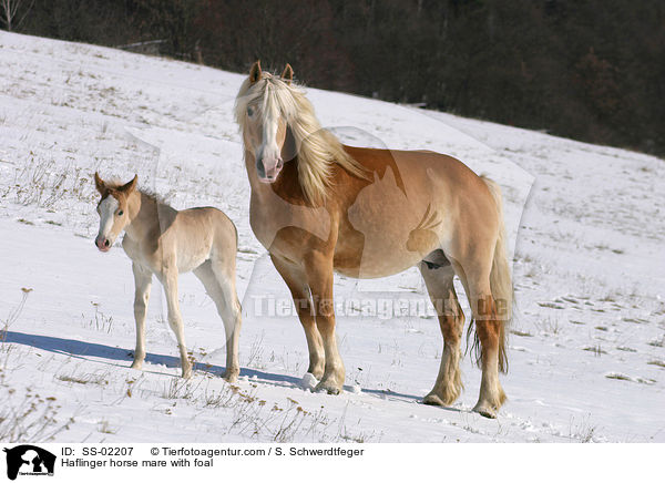 Haflinger horse mare with foal / SS-02207