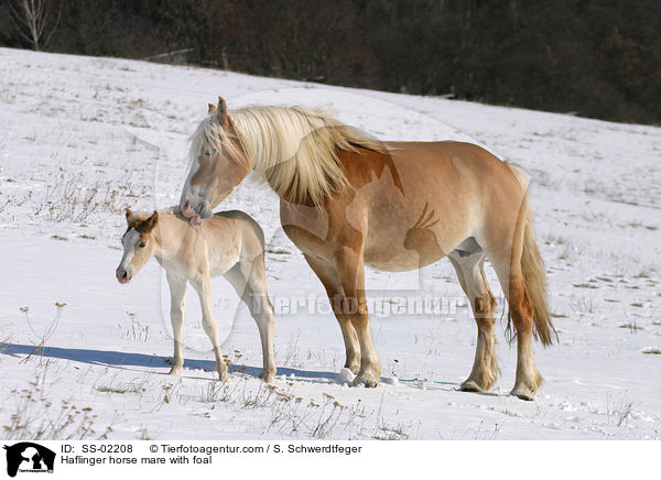 Haflinger horse mare with foal / SS-02208