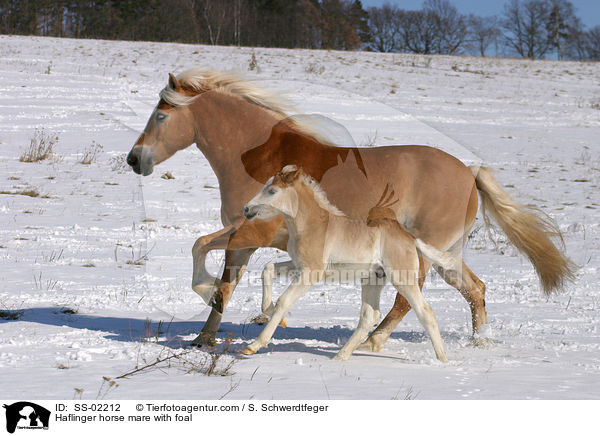 Haflinger horse mare with foal / SS-02212