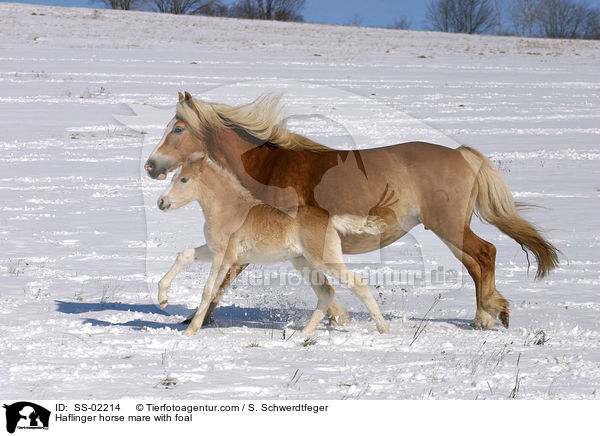 Haflinger horse mare with foal / SS-02214