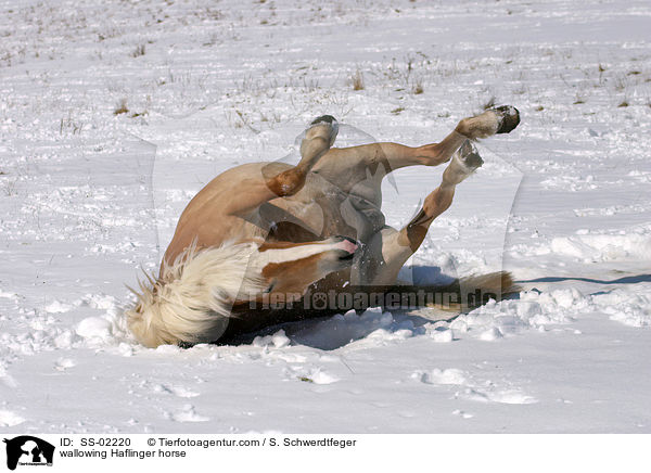 Haflinger beim Wlzen / wallowing Haflinger horse / SS-02220