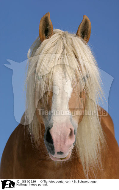 Haflinger horse portrait / SS-02226