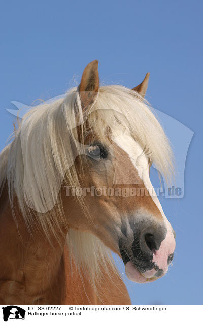 Haflinger Portrait / Haflinger horse portrait / SS-02227