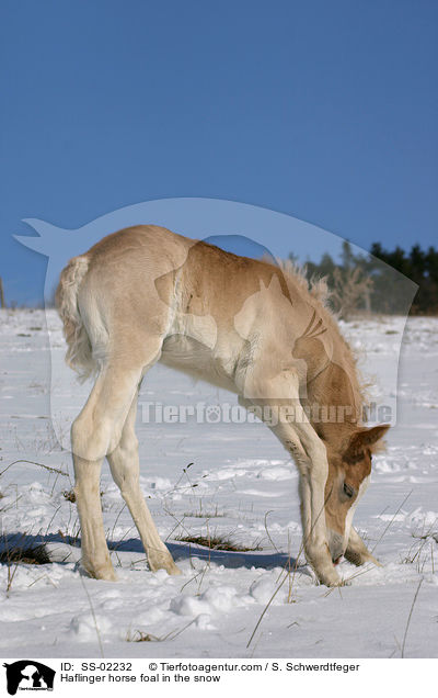 Haflinger horse foal in the snow / SS-02232