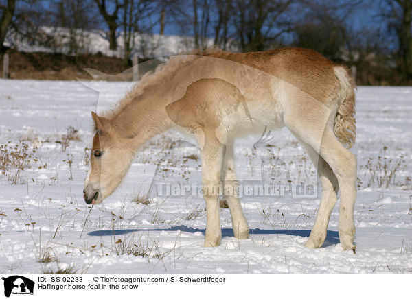 Haflinger horse foal in the snow / SS-02233