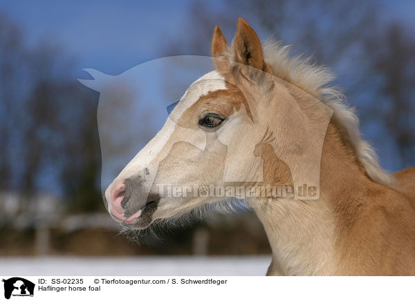 Haflinger horse foal / SS-02235